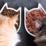 Can Cats Eat Dog Food