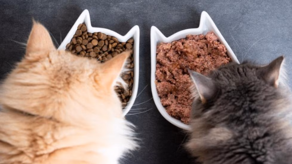 Can Cats Eat Dog Food? 4 Shocking Facts Vets Want You to Know
