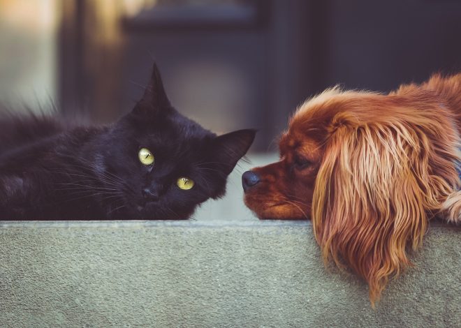 Senior Pet Health Care: 8 Proven Tips to Keep Your Dog & Cat Healthy