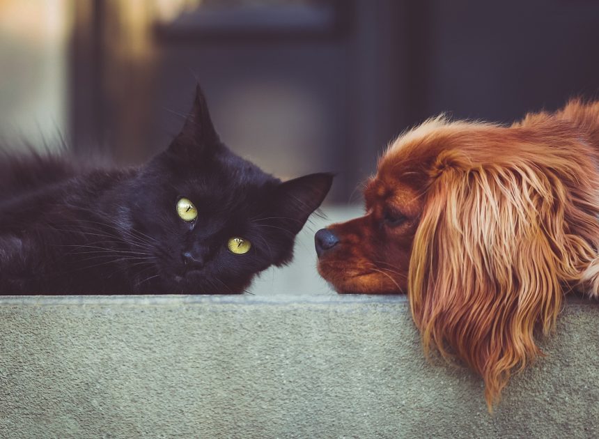 Senior Pet Health Care: 8 Proven Tips to Keep Your Dog & Cat Healthy